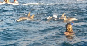 One day Dolphin Tours in Zanzibar