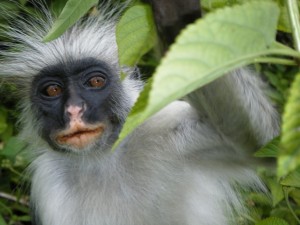 One day Jozani Forest Safari in Zanzibar