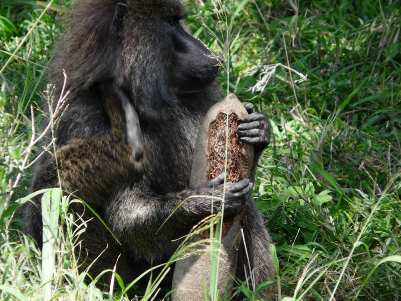 Chimpanze in Ngorongoro2
