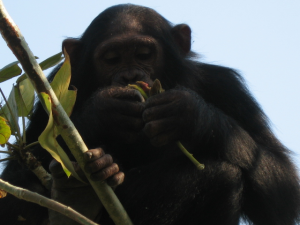 Chimpanzee in Gombe Stream National Park