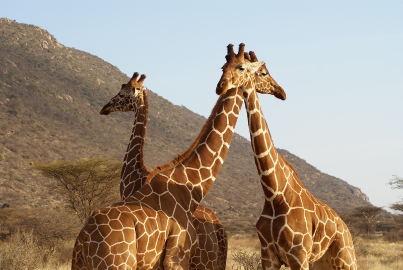 Serengeti Camping Safari 7 Days