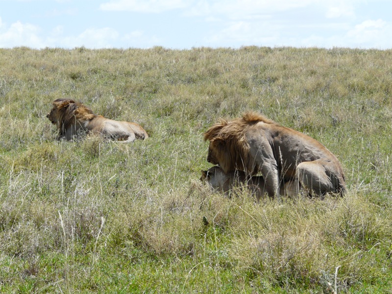 Camping Safari  Ngorongoro Manyara 3 Days