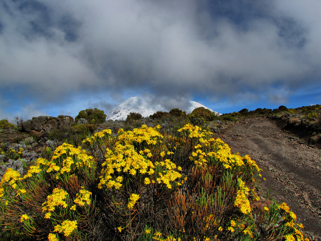 Kilimanjaro Climbing Marangu Route 5 Days