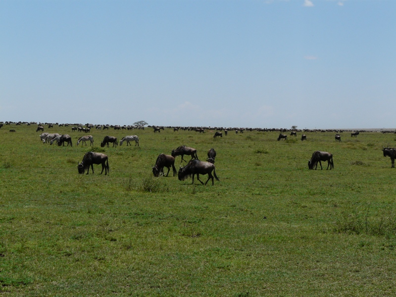 Ngorongoro Serengeti Adventure 3 Days