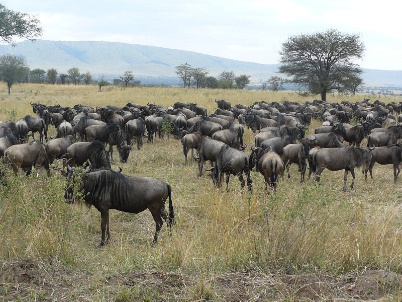 Great Migration 3 Days