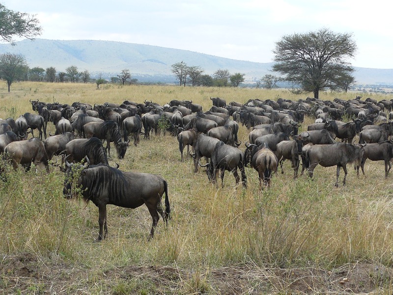Wilderbeests in Serengeti
