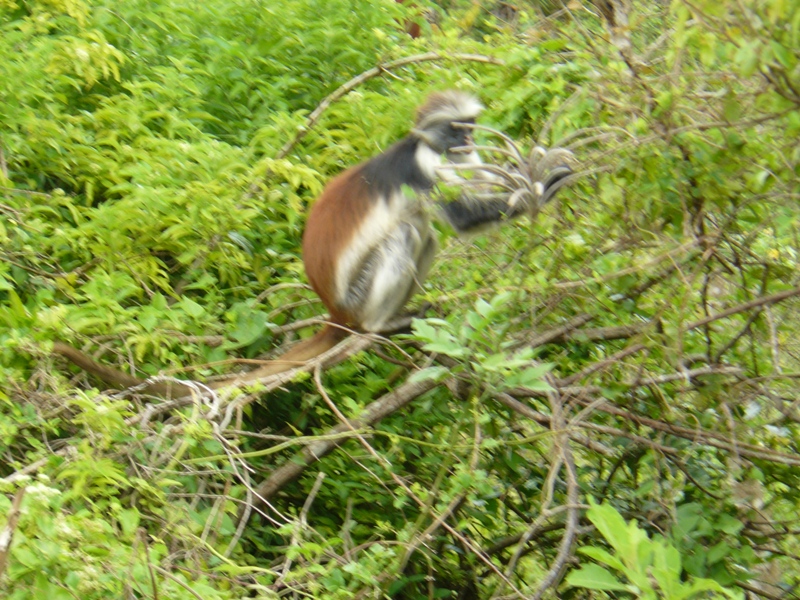 14 Day Safari Serengeti Ngorongoro and Zanzibar