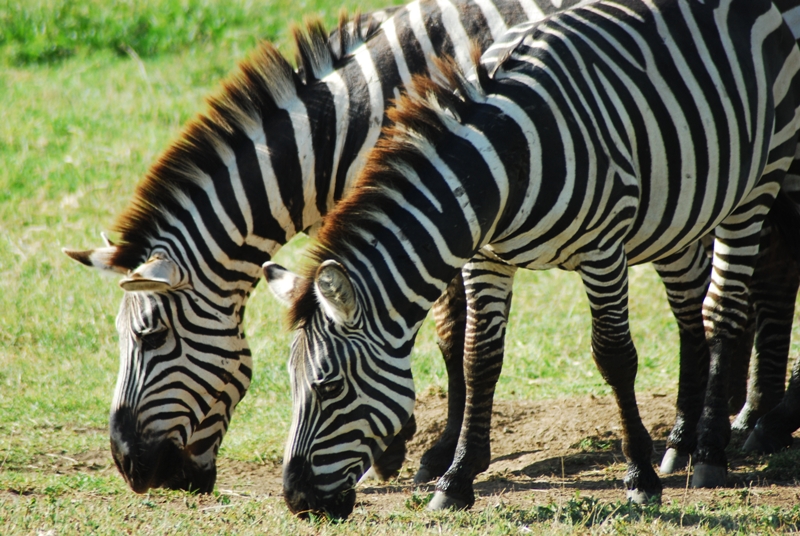 Zebra in Manyara National Park