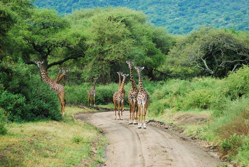 Zebra in Manyara National Park2