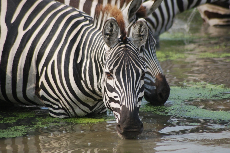 Zebra in Ngorongoro Crater1