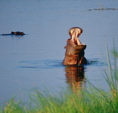 9 Day Safari to Mahale and Gombe Stream