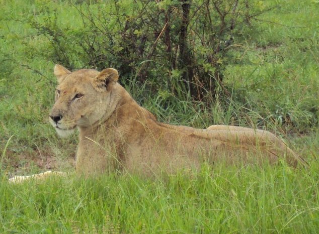 5 Day Safari to Mikumi and Uduzungwa