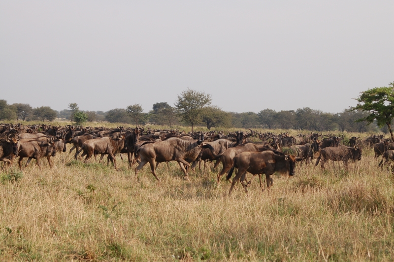 serengeti wildebeest Migrations