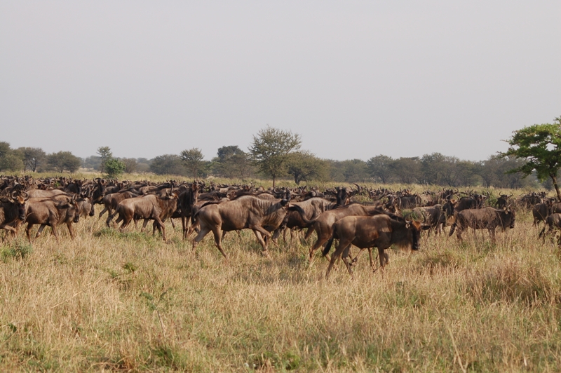 Ngorongoro Serengeti Adventure 4 Days