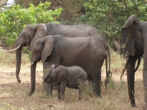Elephant in Tarangire National park