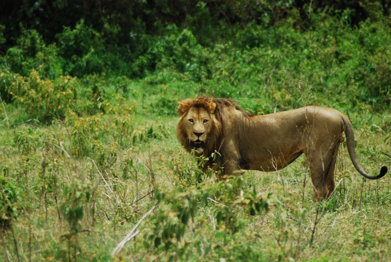 Great Serengeti, Ngorongoro Safari 6 Days
