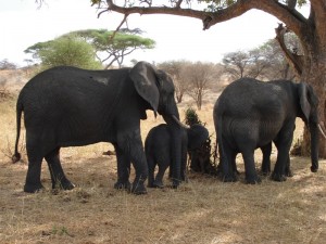 elephants in Tarangire National park2