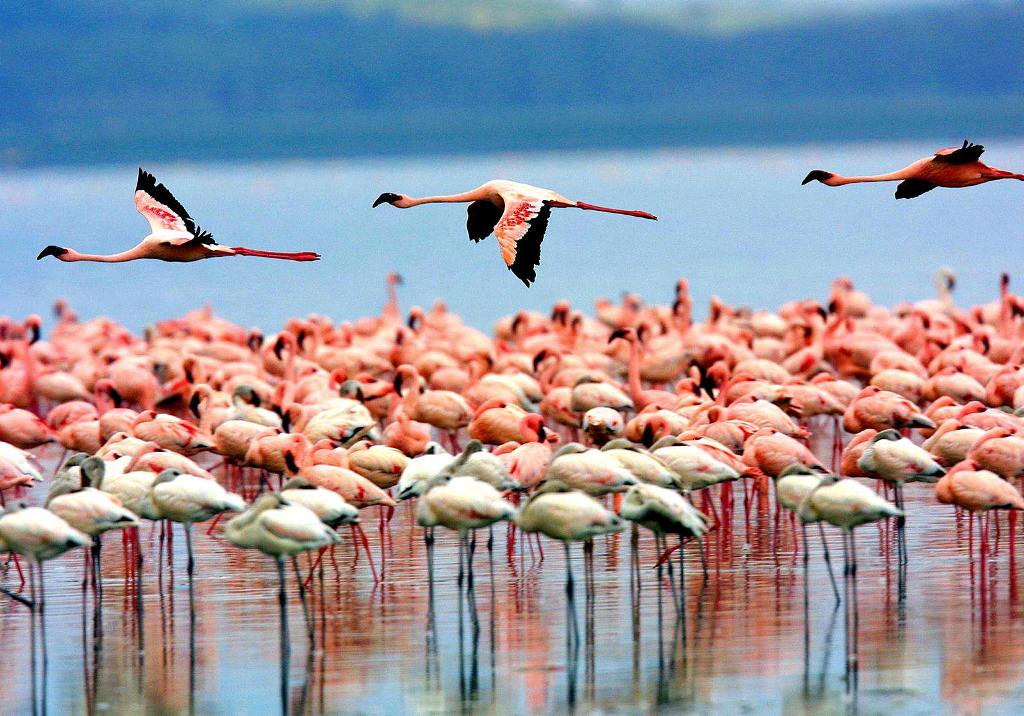 Lake Manyara National Park Greater Flamingoes