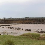 Serengeti Wildebeest Migration