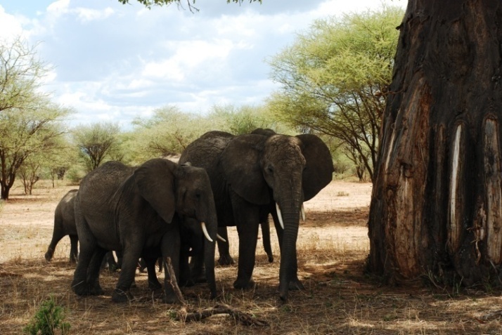 Tarangire National Park