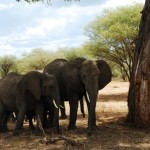 Groups of Elephants Under Baobab Trees is the Main Characteristic of Tarangire National Park
