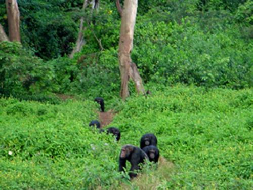 Gombe Stream National Park
