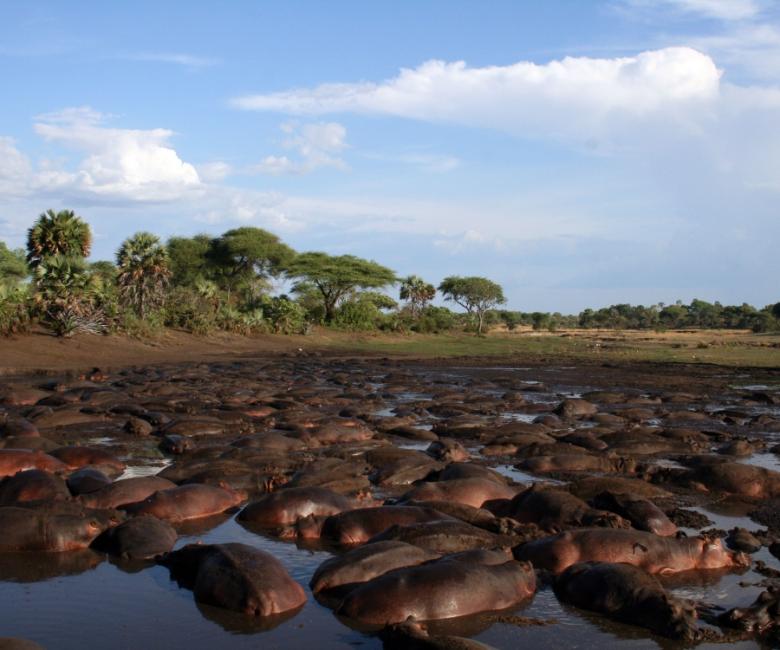 Hippo pool at Katavi National Park