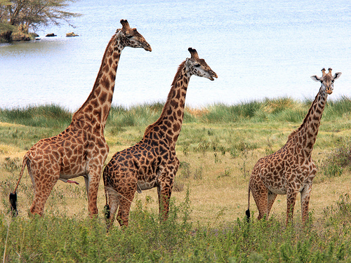 girafes in Arusha