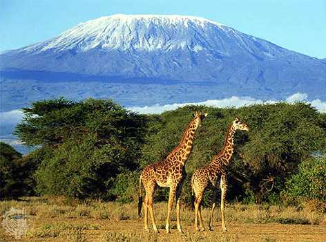 Kilimanjaro National Park-KINAPA