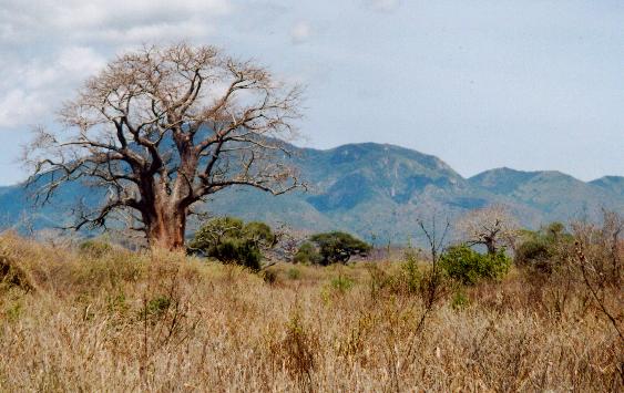 Mkomazi National Park