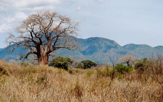 mkomazi national park