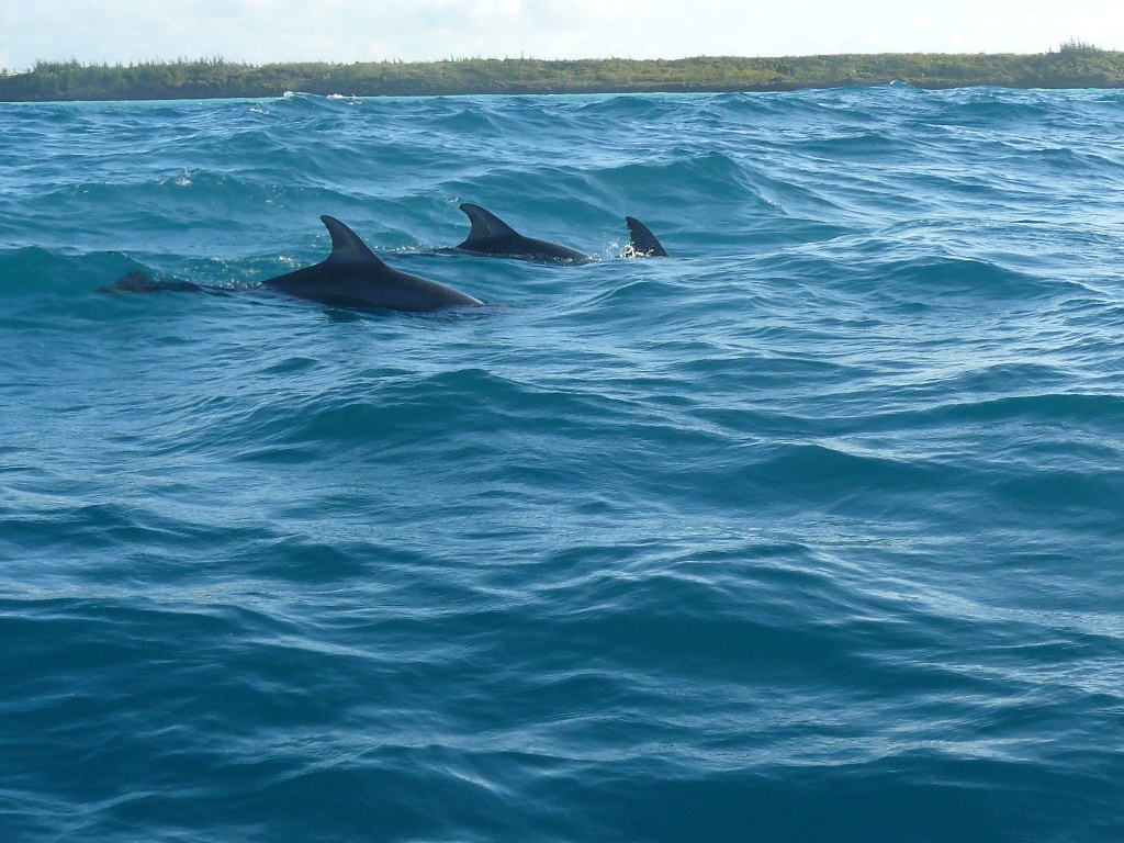 Dolphins Tour in Zanzibar 4 Days