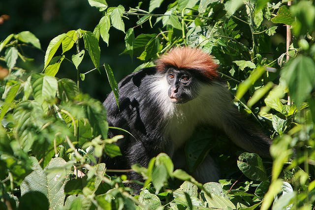 14 Day 13 Nights Safari Selous Ruaha Mikumi Udzungwa