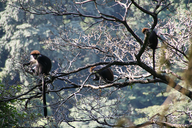 Red colobus in udzungwa mountains forest tanzania