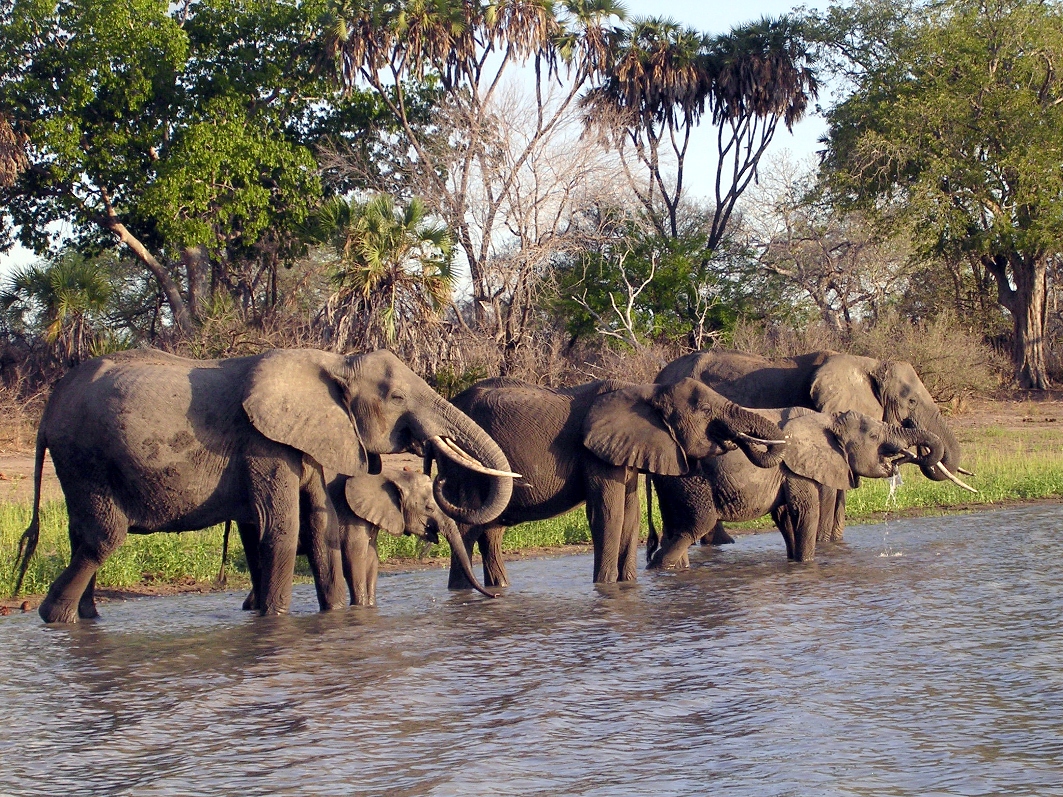 Elephants in selous game reserve
