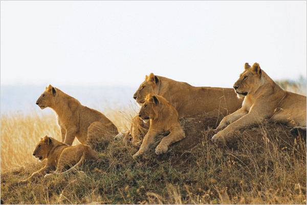 Lions in Mikumi National Park
