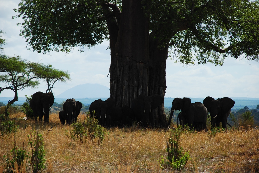 Safari to Tarangire National Park to Watch Group of Elephants and Baobab Trees