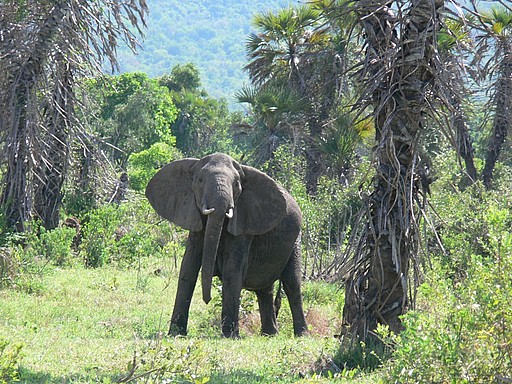 5 Day Safari Selous Game Reserve Mikumi