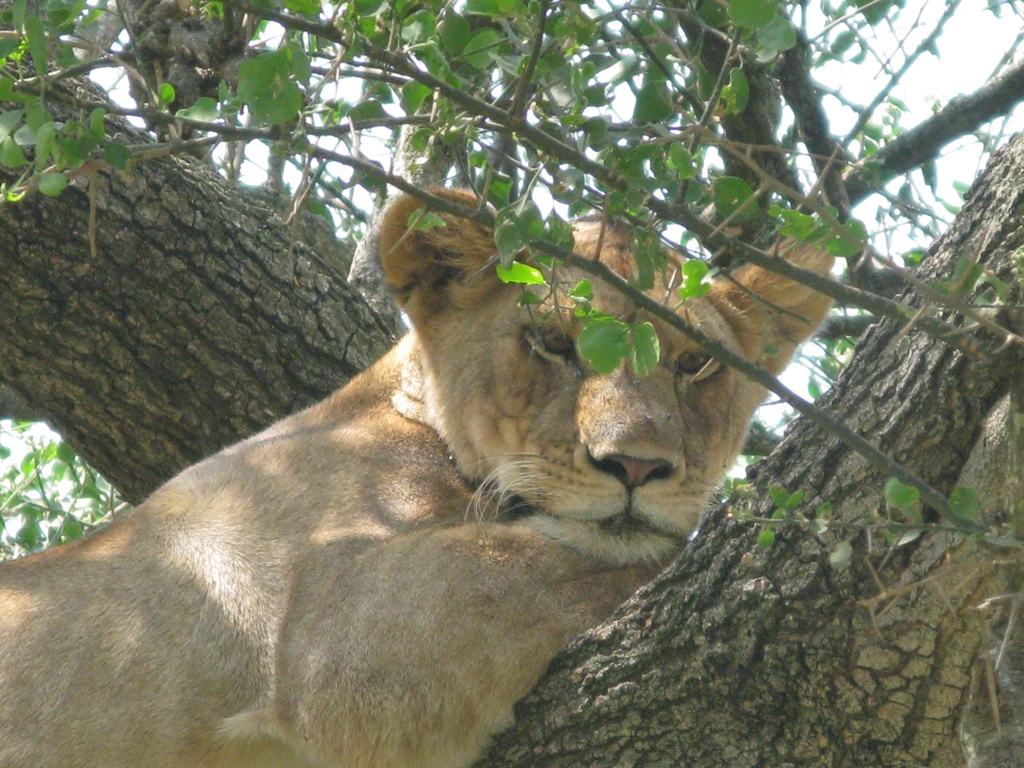 One Day Safari to Manyara National Park