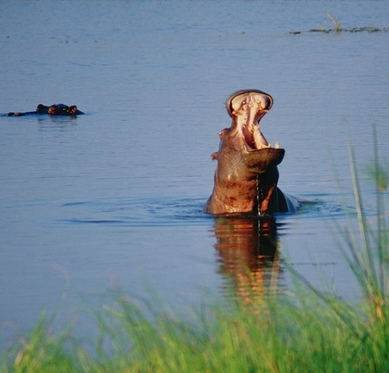 hippo mouth from Katavi National Park