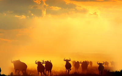 Wildebeest Migration Safari, 10 Days