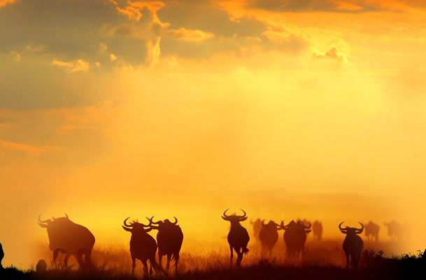 The Great Wildebeest Migration Safari