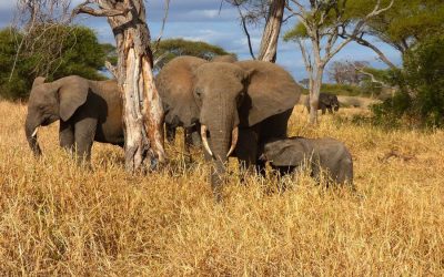 Best cheap safari tours in Tanzania
