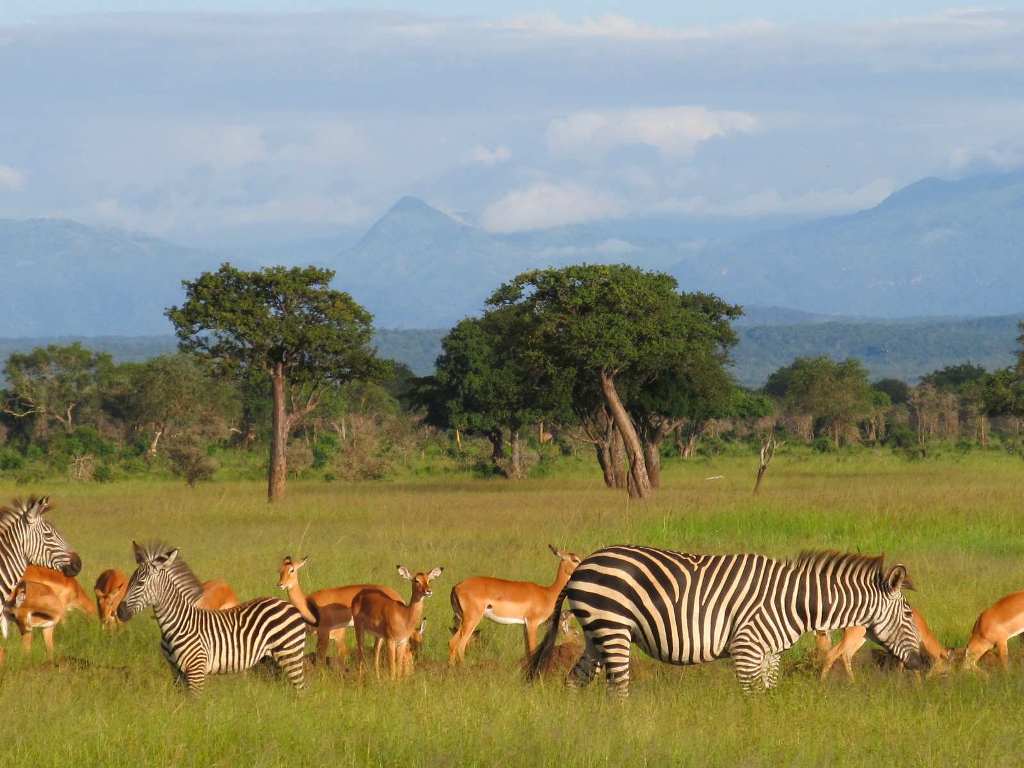 3 Day Safari to Mikumi National Park