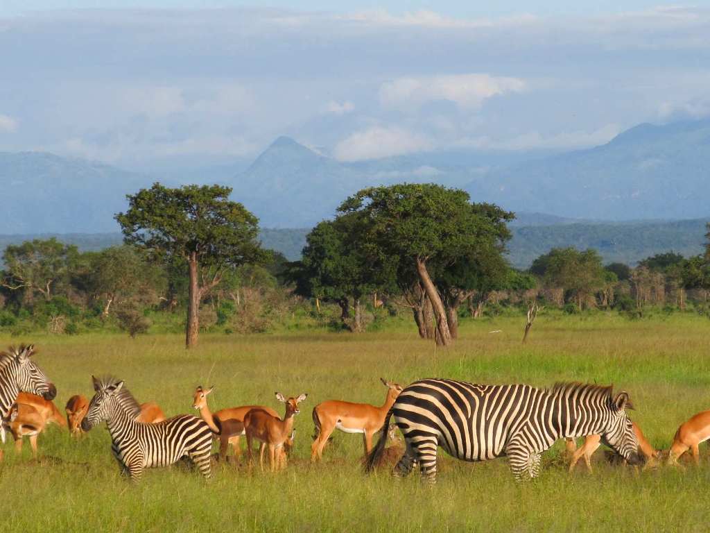 3 Day Safari to Mikumi National Park