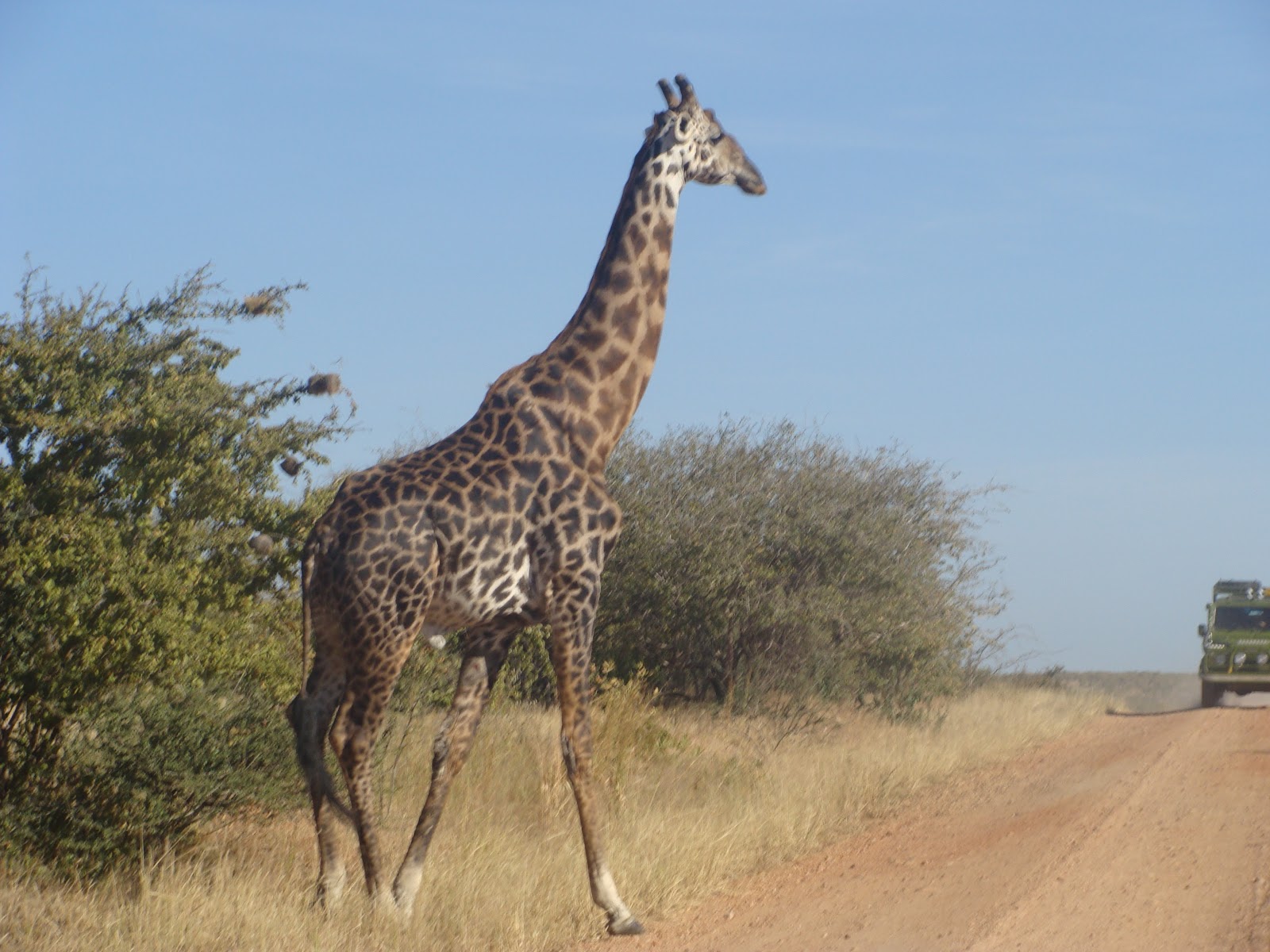 5 Day tour to Northern Tanzania, Serengeti and Ngorongoro