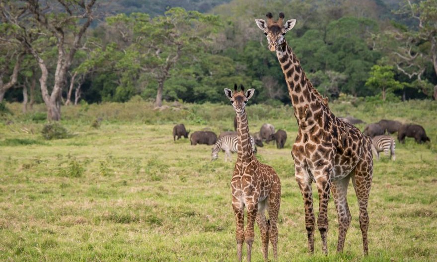 Destination Arusha National Park