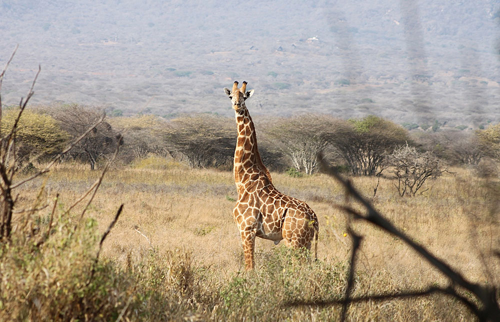 Destination Mkomazi National Park