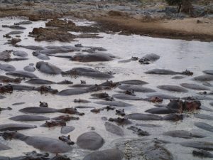 7 Day Safari  Katavi and Mahale