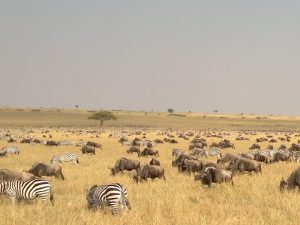 7 Day Lodge Safari to Serengeti Ngorongoro